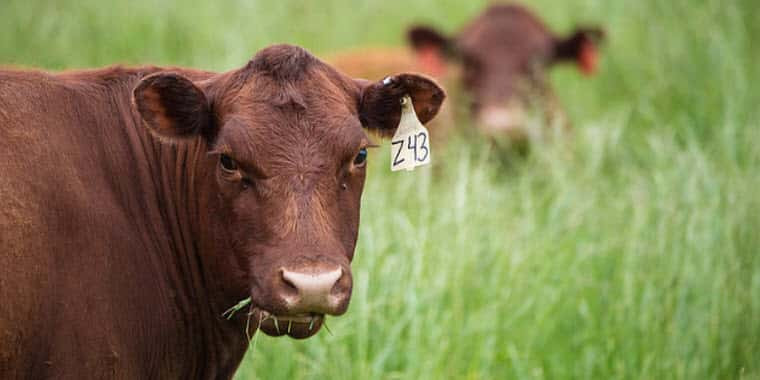 Anthrax vaccination recommended for livestock in endemic regions
