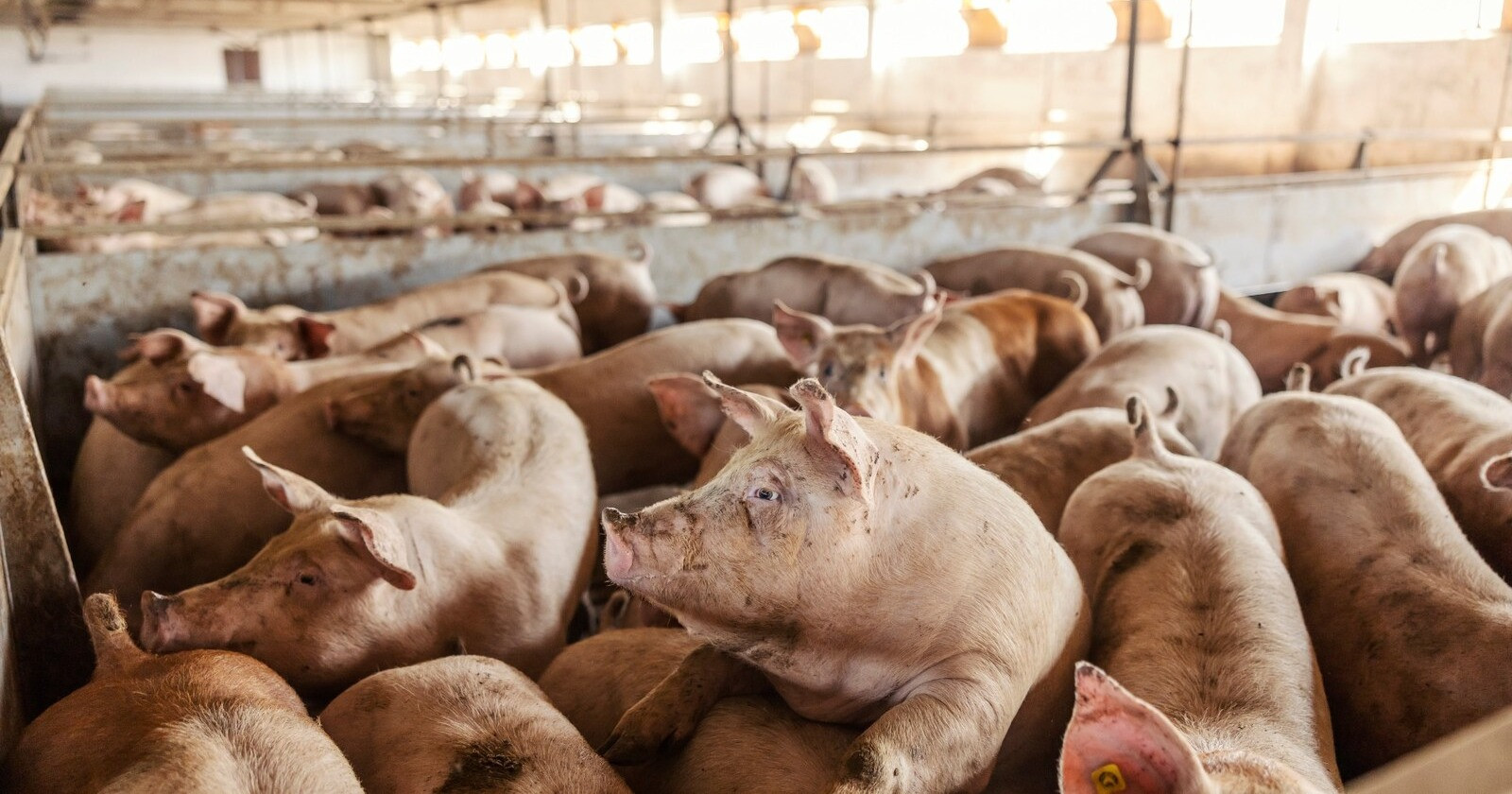 Senate version of Farm Bill leaves out measure that would impact Midwest pork producers
