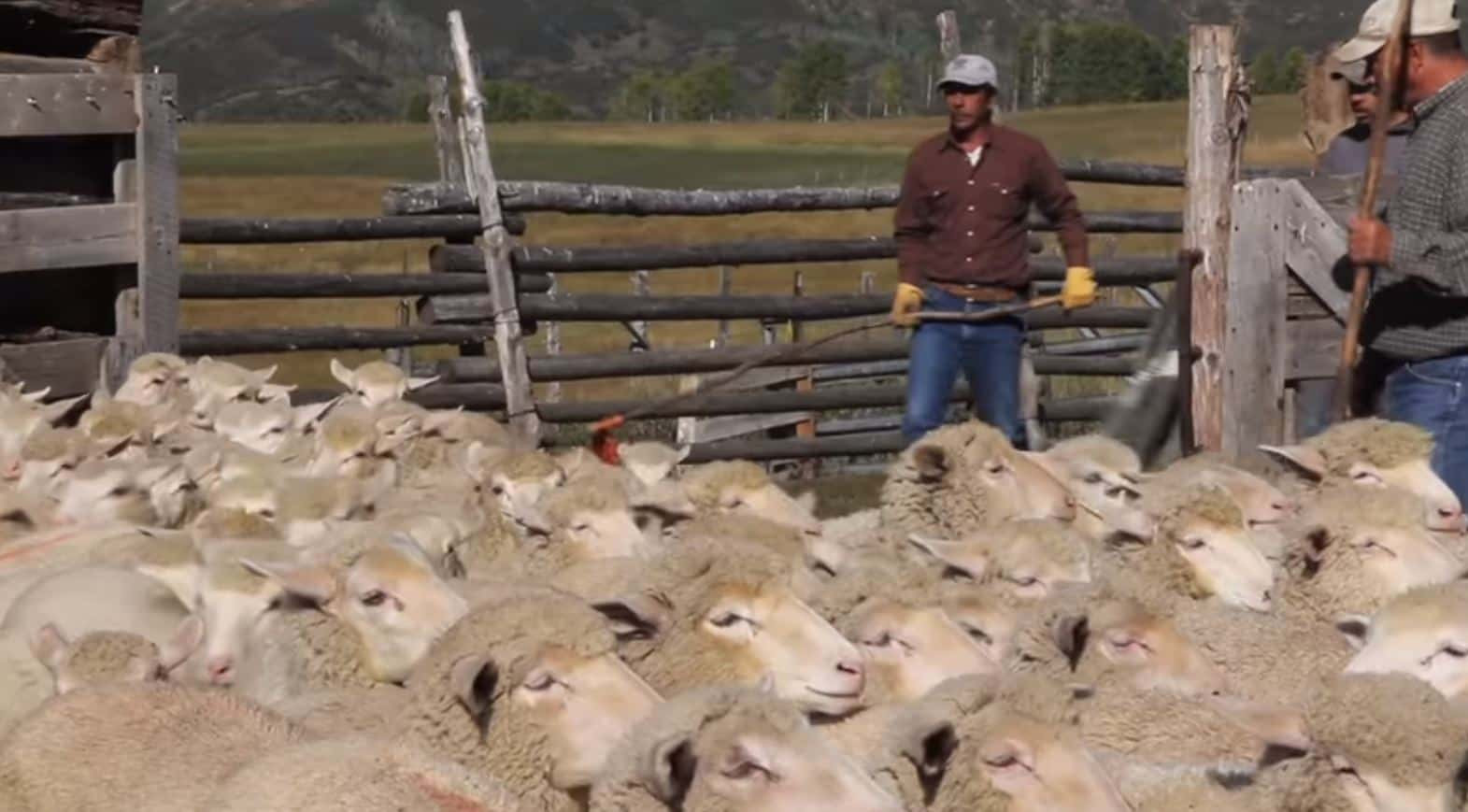 Undocumented ag workers will be legalized under Trump plan