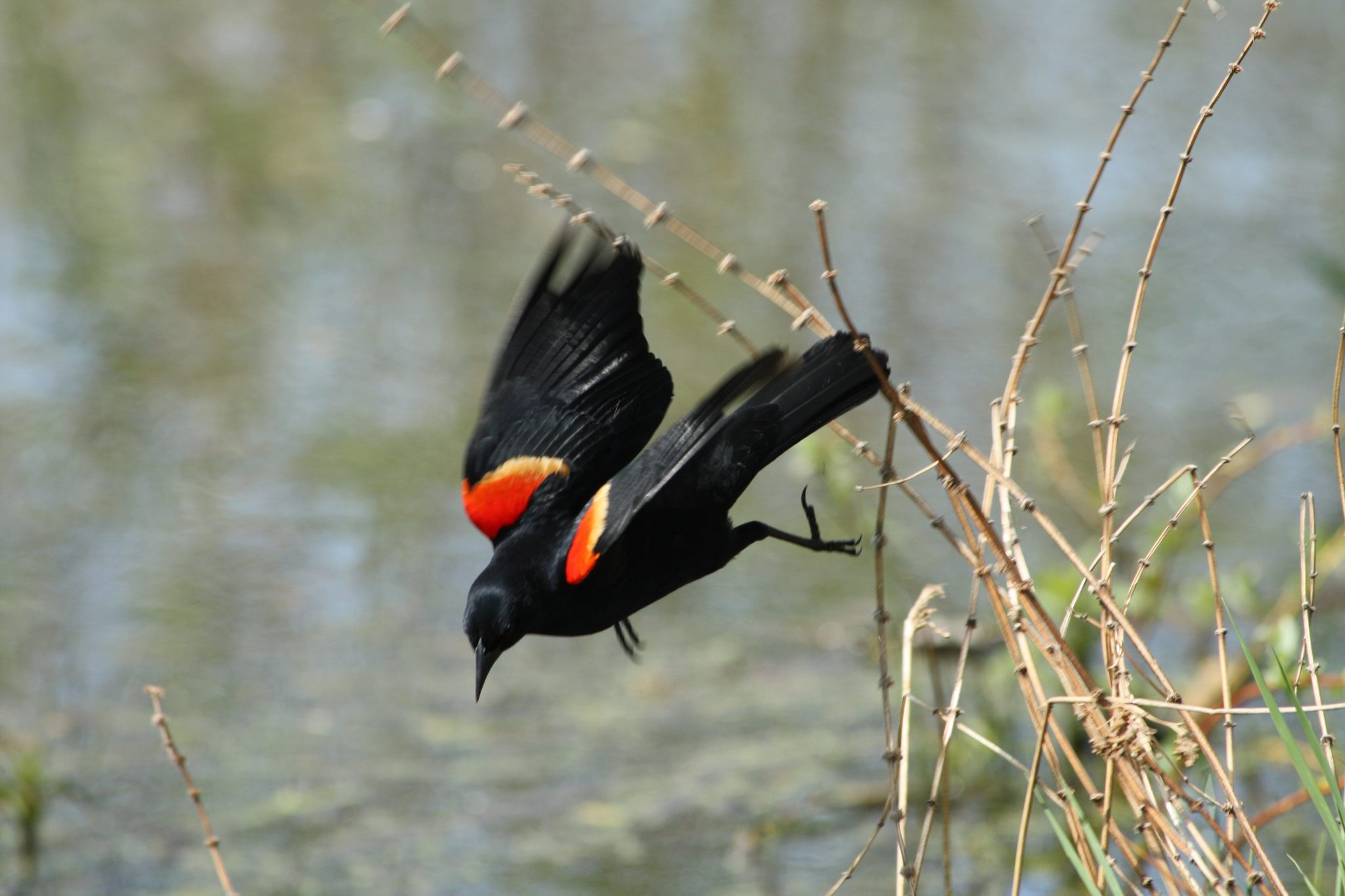 Bird declines accelerate in farm country, raising new alarms