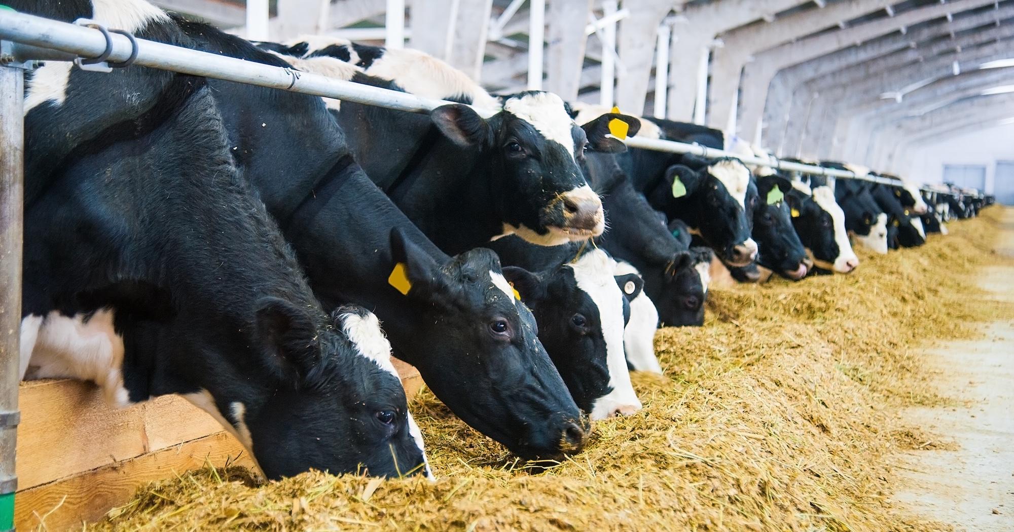 Study: SD manure digesters can cut emissions, unless they leak
