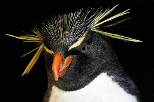 Much like a nursing home, penguins at a Boston aquarium can age with dignity