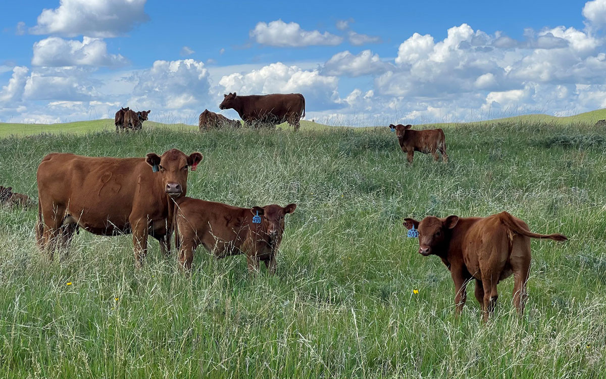 Livestock producers in Upper Midwest not immune to NW Screwworm threat