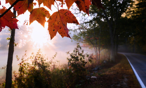 Leaf-peeping season hampered by drought: Fall foliage dropping sooner, showing less color