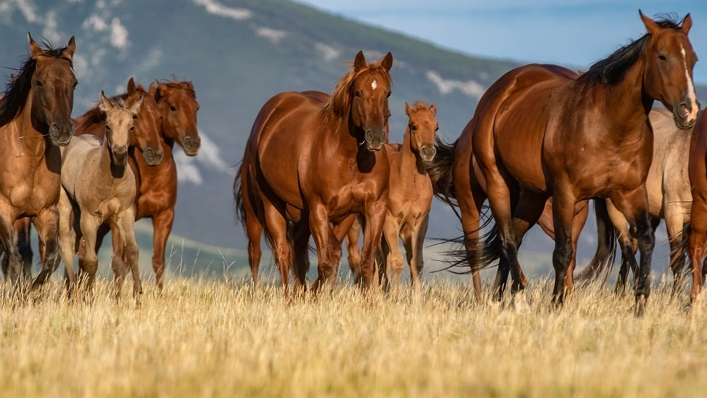 FDA Authorizes Emergency Drug to Prevent Screwworm in Horses