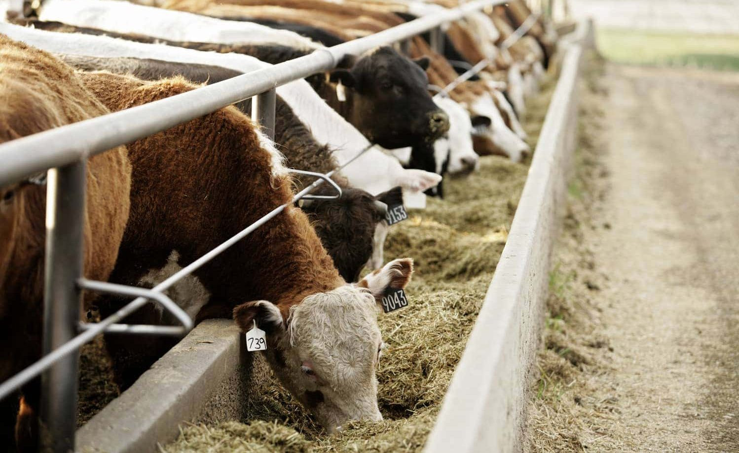 Claims now open in $83.5 million settlement with JBS in cattle antitrust case