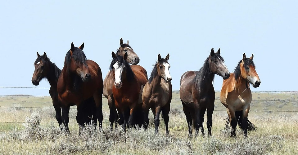 Tooke Ranch selected by Montana Pro Rodeo Hall of Fame