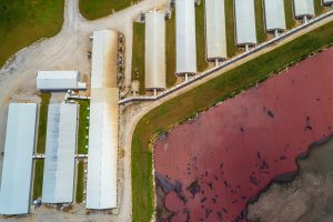 Mega-dairy farm in North Dakota closer to reality