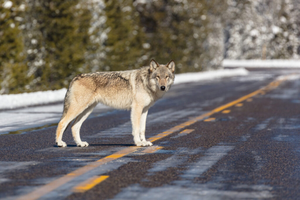 SD’s Rep. Johnson votes yes as US House passes bill to remove gray wolf protections