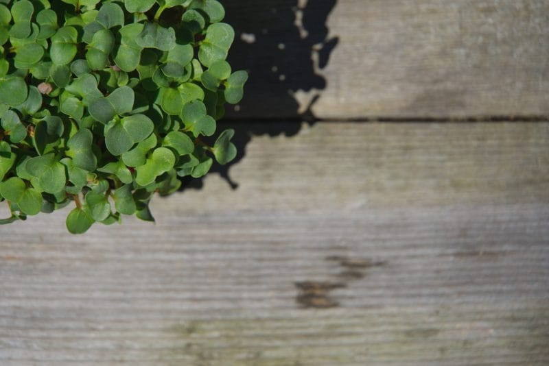 Spearfish Developer Launches Microgreen Growing App ‘micgrw’