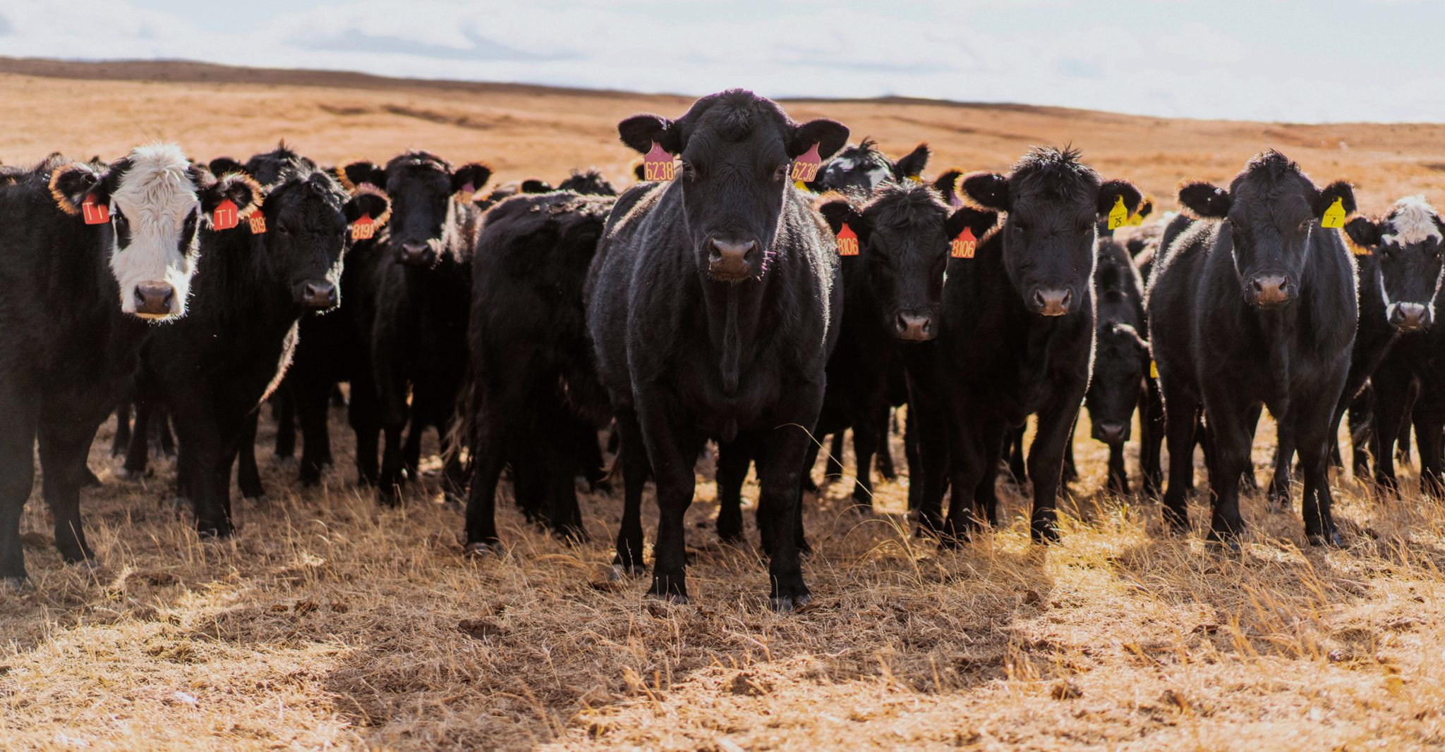 Montana Stockgrowers Partner with IMI Global on Verification Services