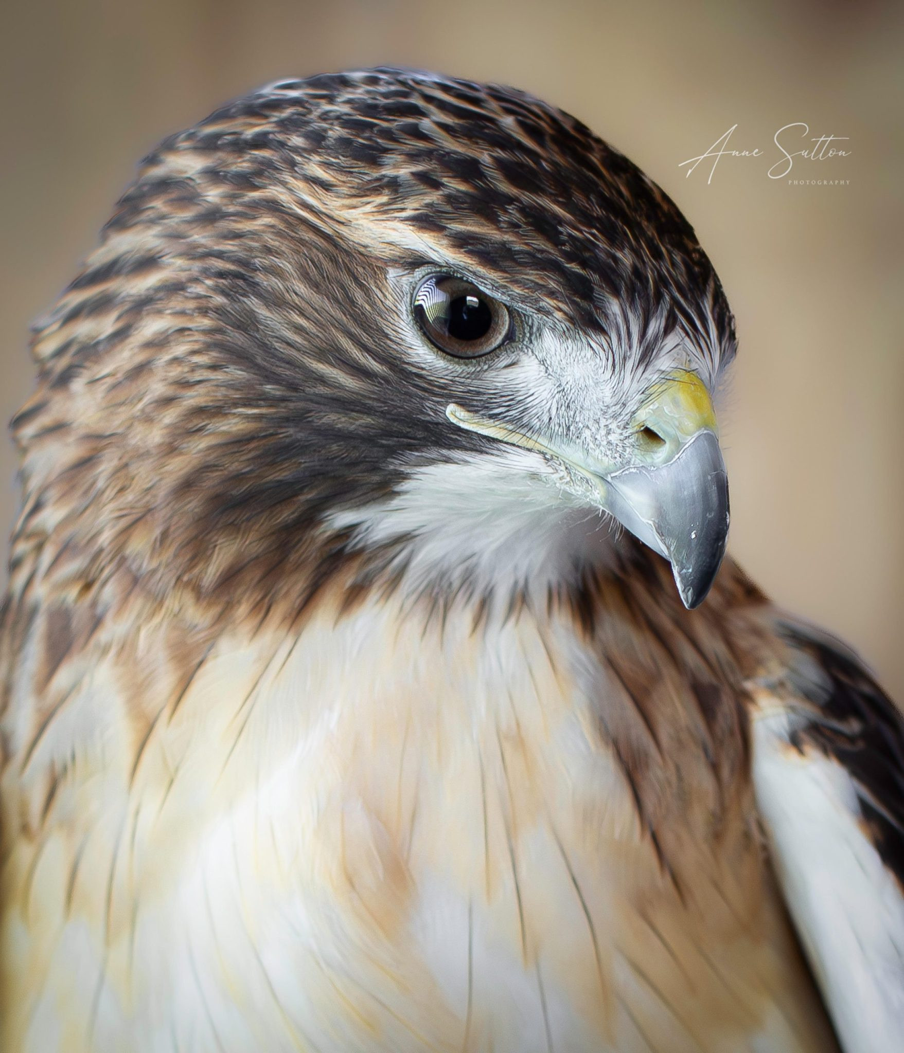 Ride for the Raptors: Black Hills Raptor Center Poker Run Promises Adventure and Birds of Prey