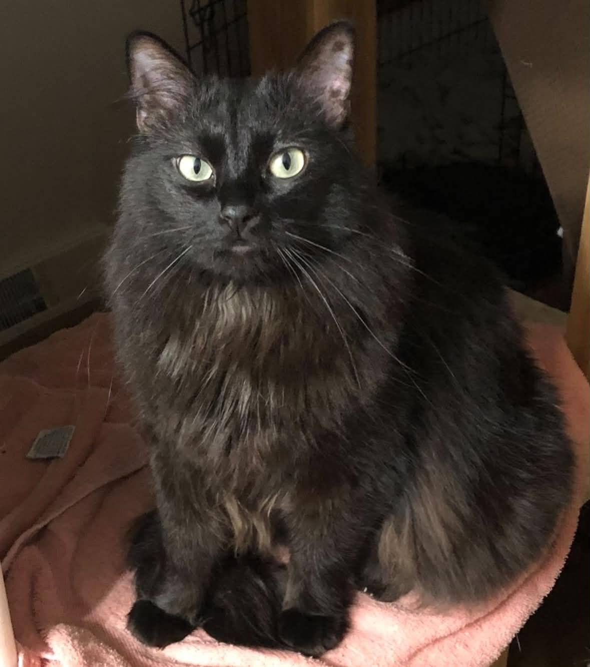 “A Place for Meow” of the Week