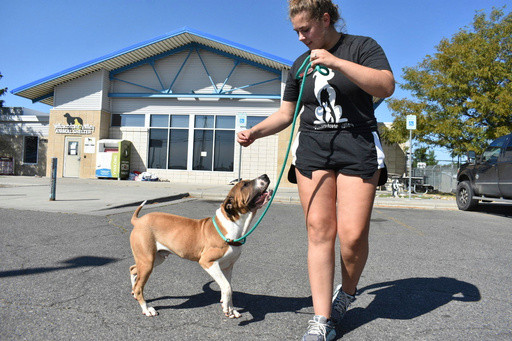 Meth burn by FBI smokes out Montana animal shelter