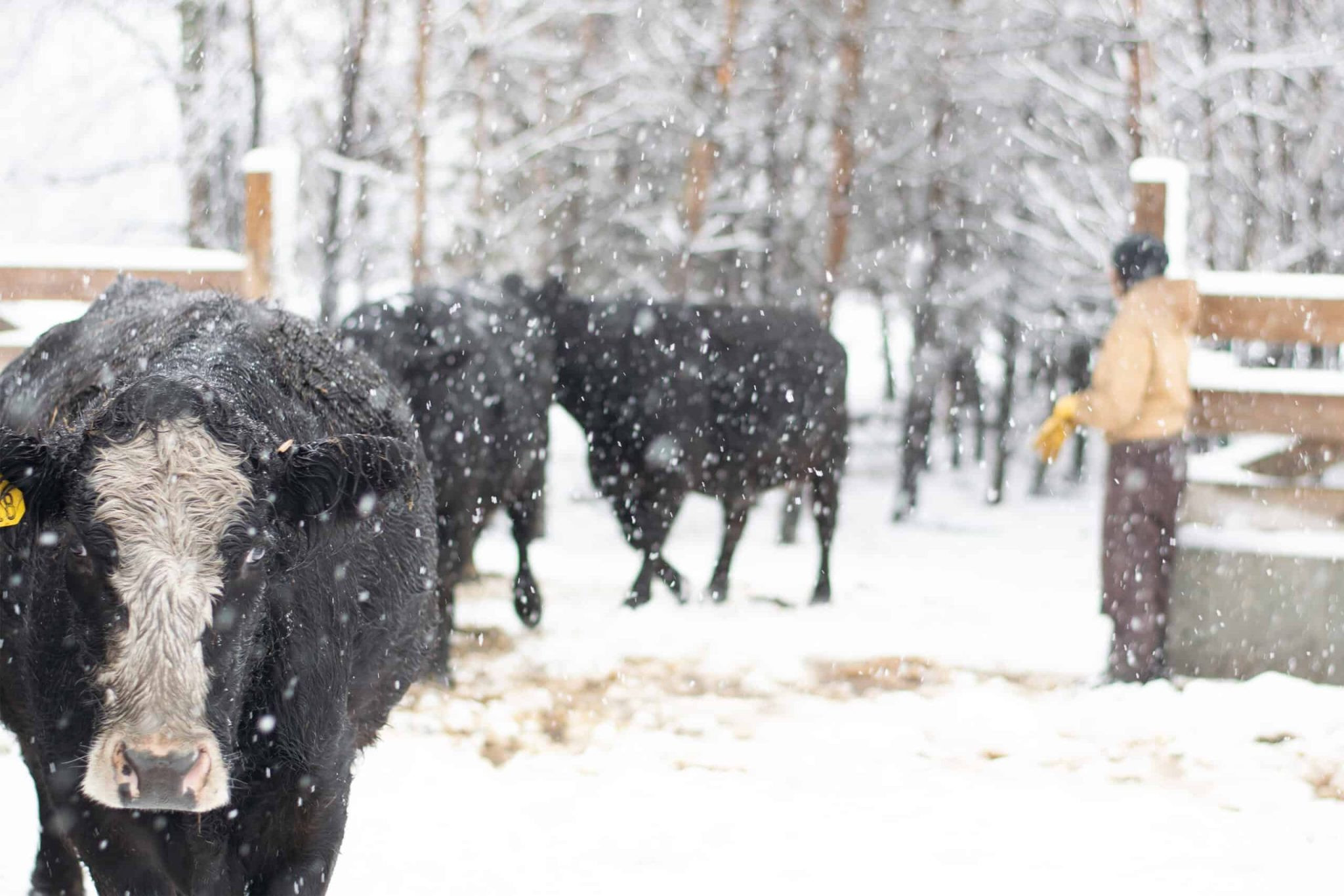 USDA aligns deadlines for Livestock Disaster Assistance Programs