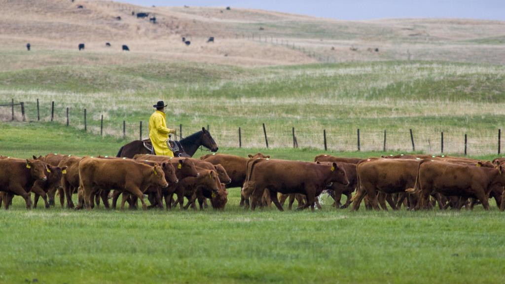 USDA announces changes to livestock insurance programs