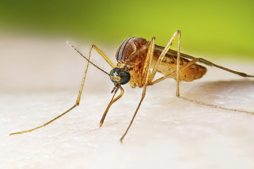 West Nile virus cases running higher than normal, prompting health warnings