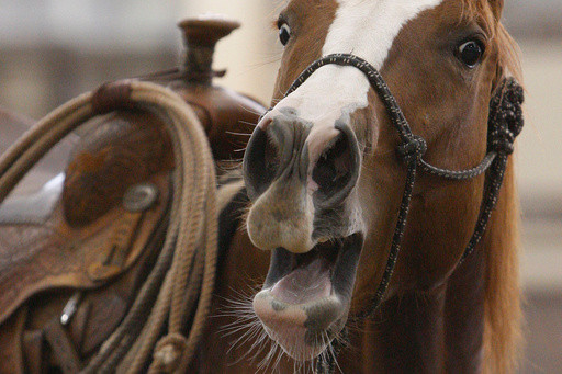 A horse’s neigh may be unique in the animal kingdom. Now scientists know how they do it