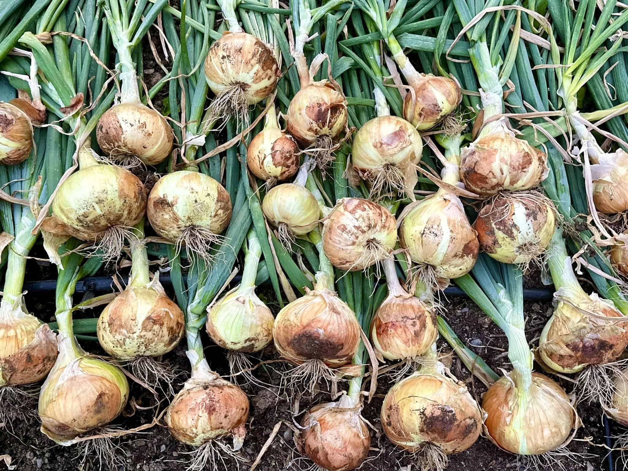 How to Store Your Garden Onions for the Winter