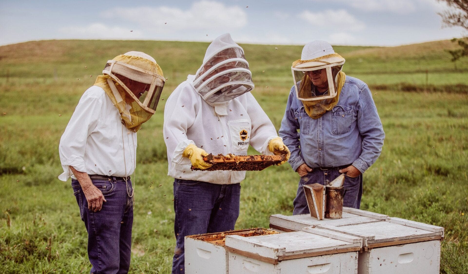 Bee deaths strike blow to multiple industries