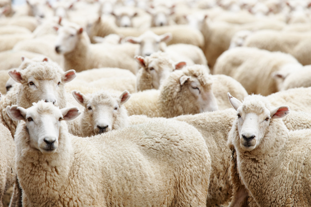 Sheep tests positive for scrapie after more than five years of no cases in U.S.