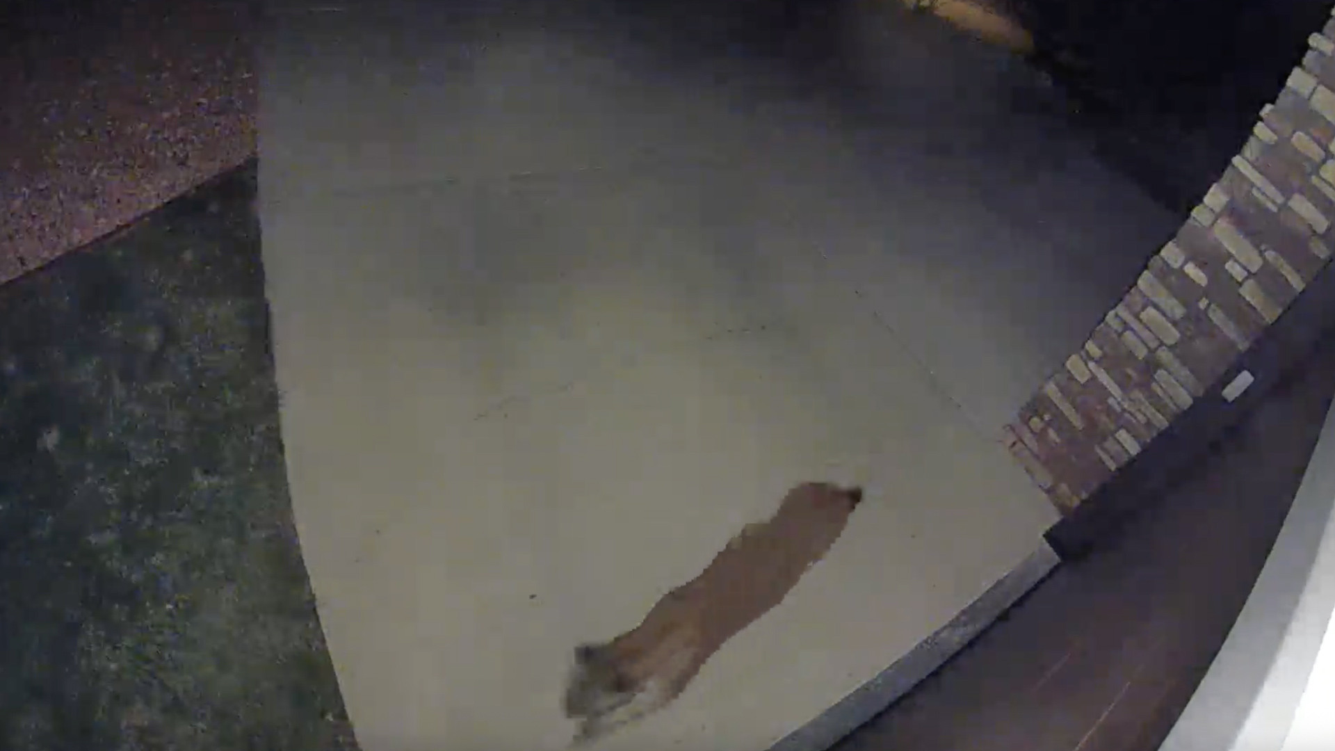 VIDEO: Mountain Lion Spotted in Red Rocks Neighborhood