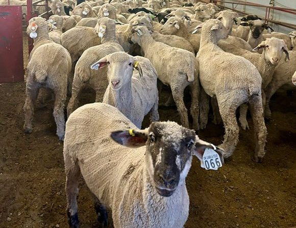 Producers join with students in UW Lamb-a-Year program