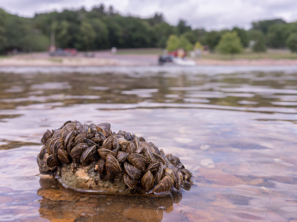 Water advocates say declined funding exposes insufficient zebra mussel effort; state disagrees