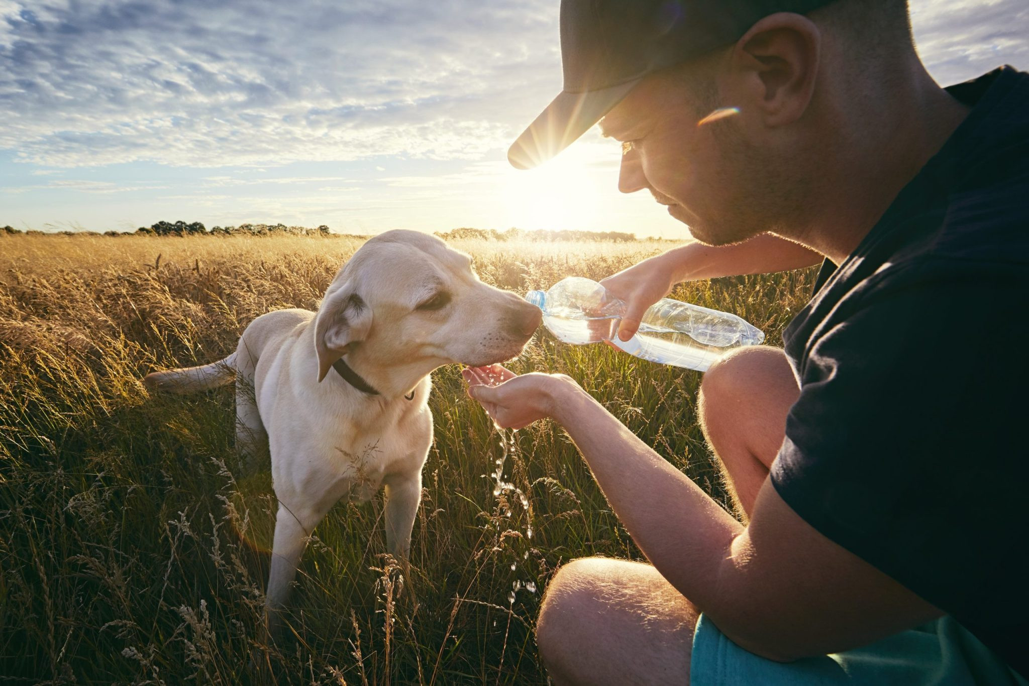 How to Keep Your Dogs Cool in the Summer Heat