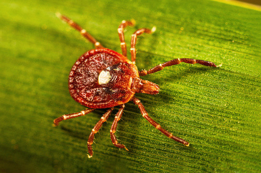 What to know about alpha-gal syndrome, the life-threatening meat allergy caused by tick bites