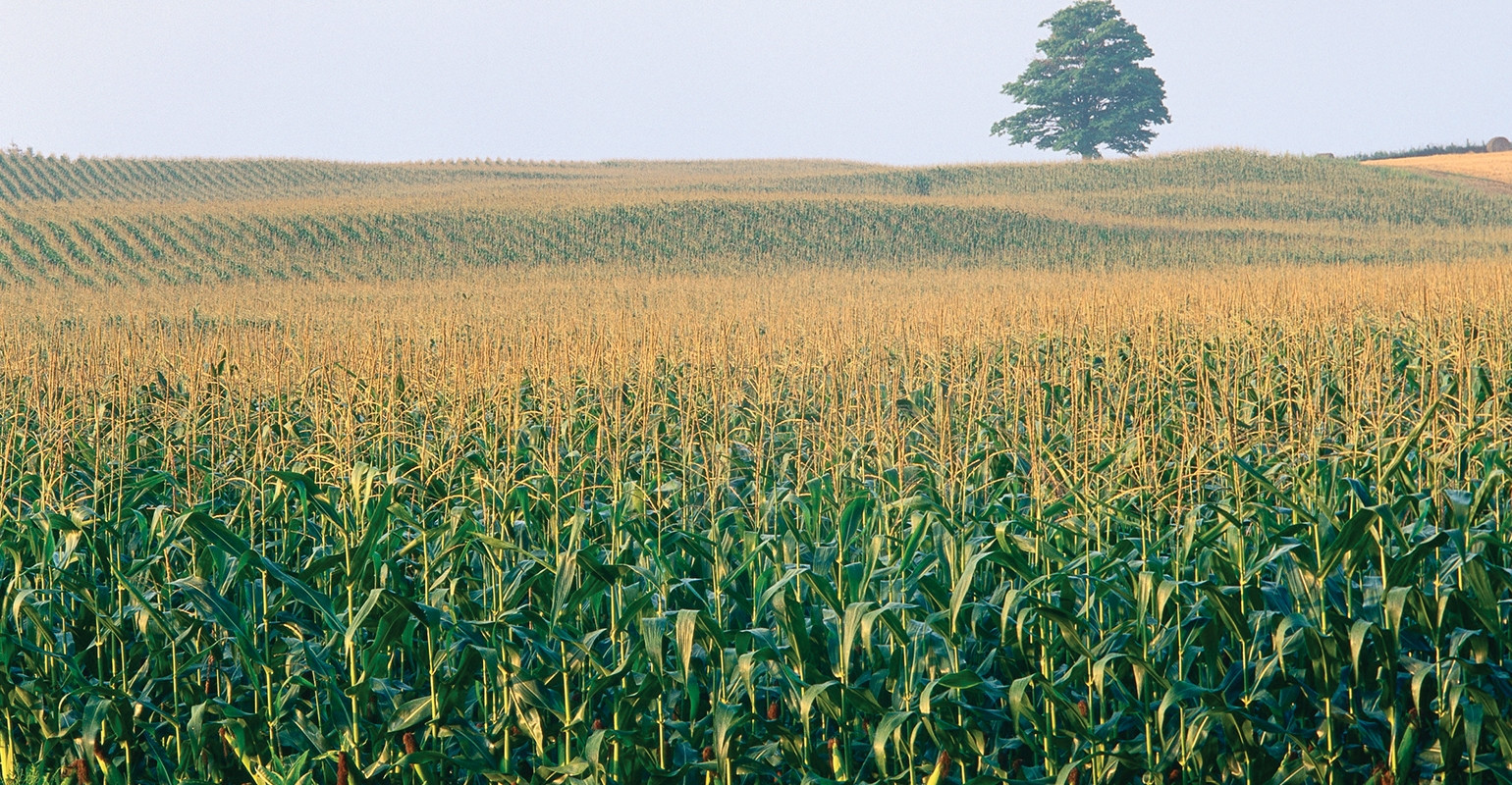 Record high corn yield predicted in South Dakota