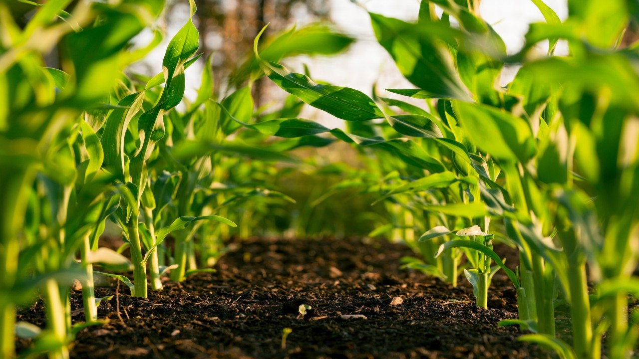 Organic agriculture on display at free event