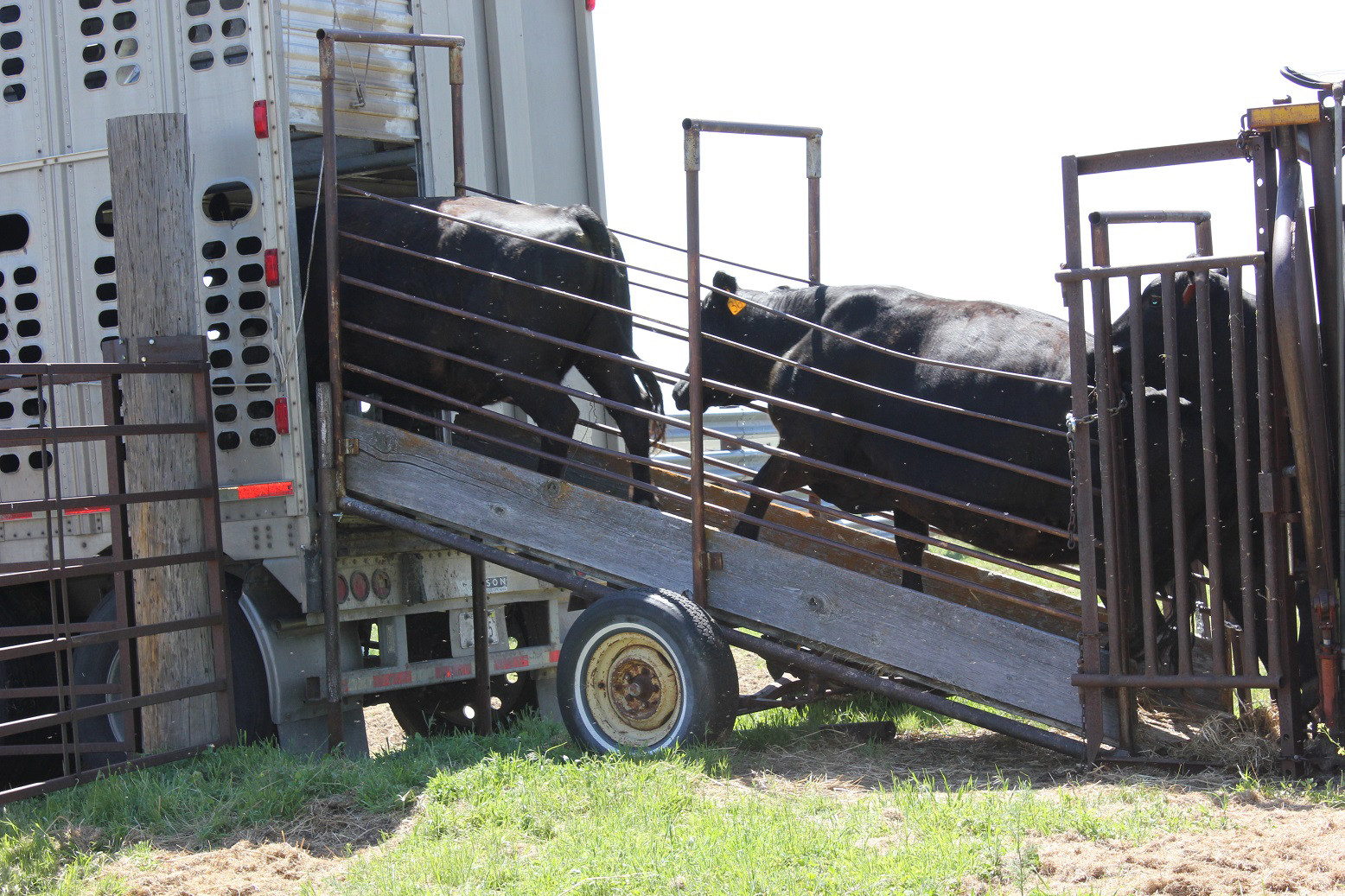 Montana closes borders following New World Screwworm detection in Texas