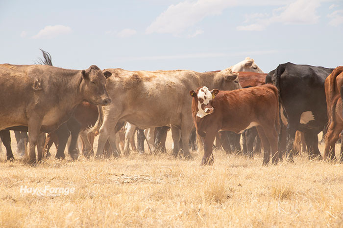 Cattle losses in South Dakota mount due to extreme heat