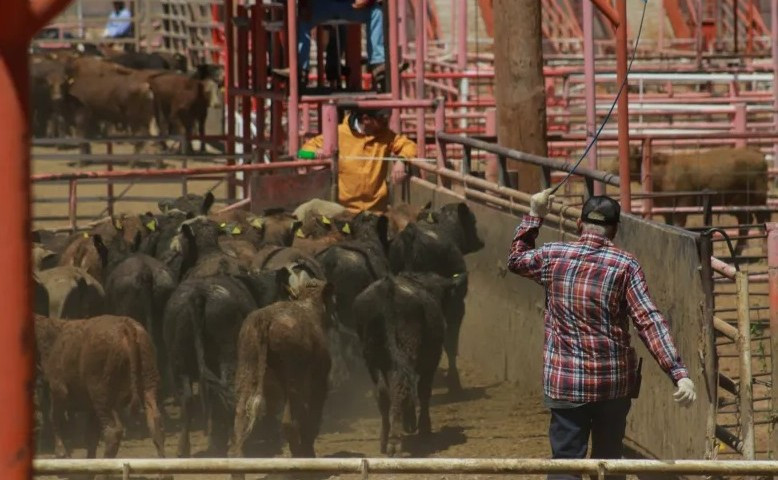 Cattlemen call for action on sterile fly production facility