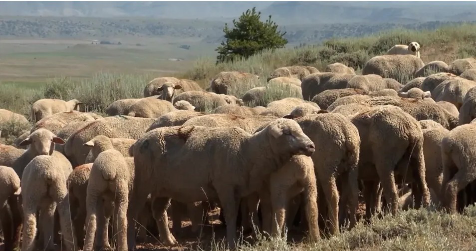ASI Receives 2026 QSP Grant Funding to Expand Markets for American Wool