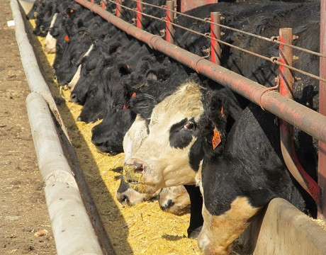 Bill to exempt feedlots from brand inspection