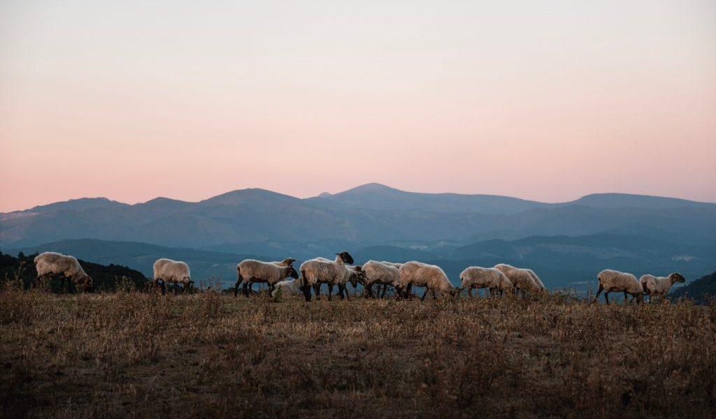 US Trade Commission hearing takes testimony from sheep and lamb producers