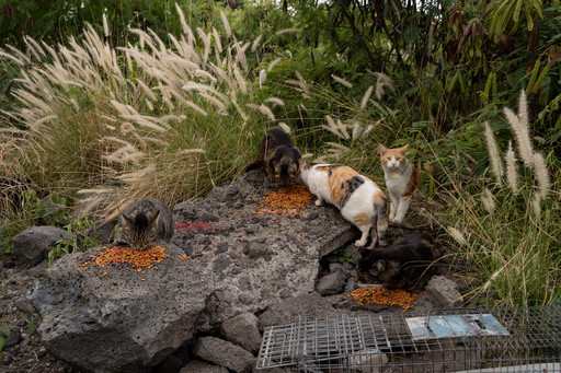 Hawaii’s Big Island bans feeding feral cats in an effort to help endangered native species