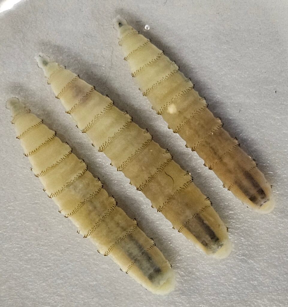 Moderate US House Dem group questions USDA’s Rollins over screwworm response