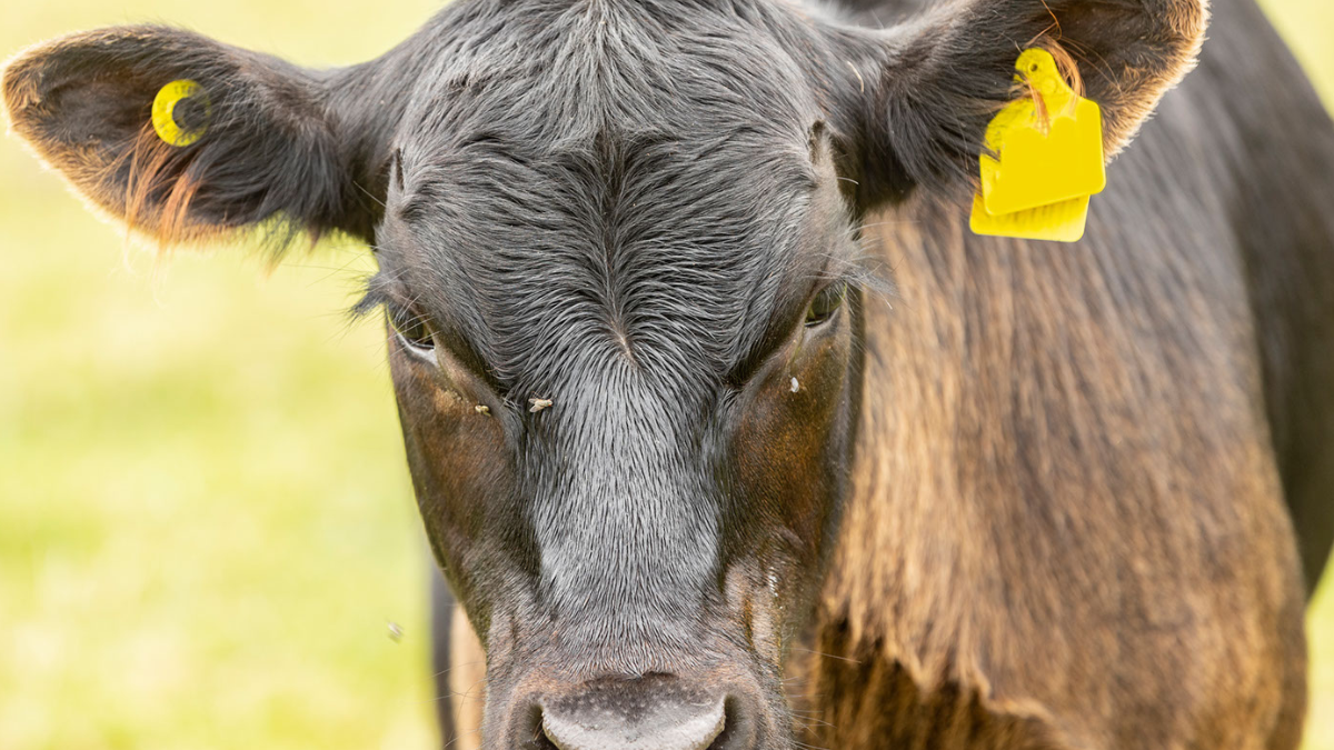 EID Ear Tags: Legal battle continues amid delays