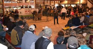 Quality genetics and generations of producers highlight Newell Ram/Ewe Show & Sale