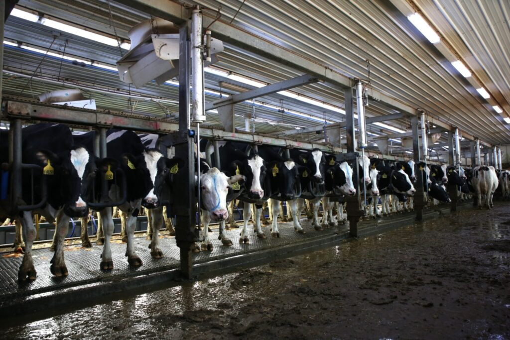 State continues to incentivize dairies as industry struggles to find workers