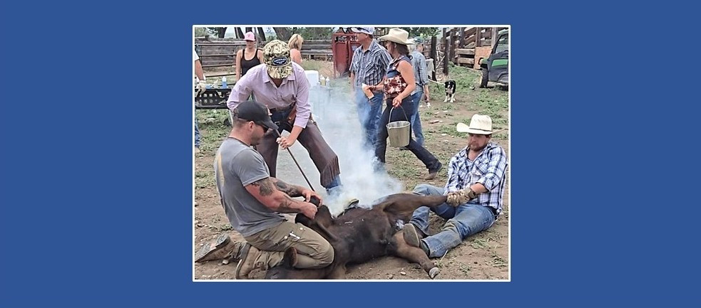 Branding In Montana: Perspectives Of A Greenhorn