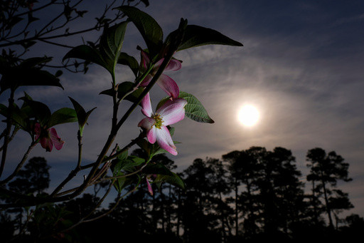 Masters in bloom: More than azaleas and dogwood make up golf’s most beautiful garden