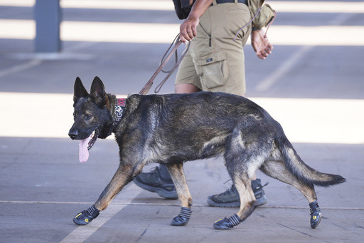 Some sniffer dogs at the Club World Cup outfitted with booties to protect their paws from the heat