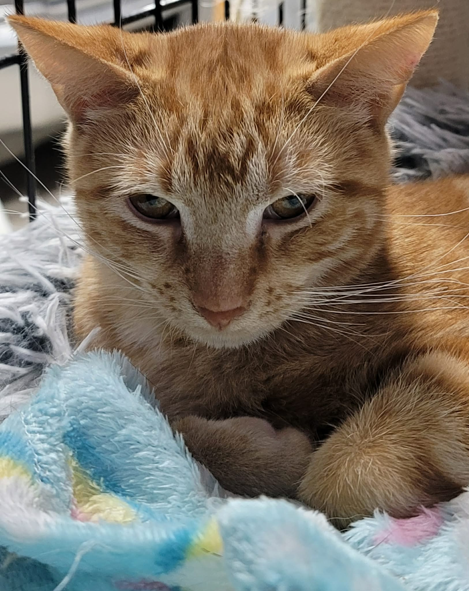 A Place For Meow Of The Week