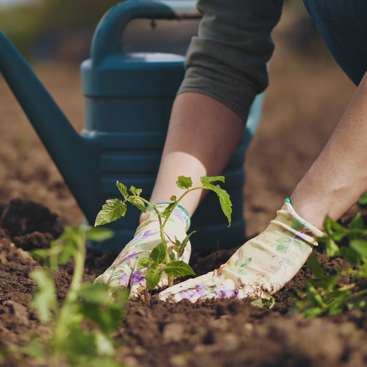 When to Start Your Garden in Rapid City: A Seasonal Guide