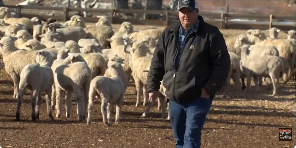 U.S. sheep producers want lamb imports investigated by Office of U.S. Trade