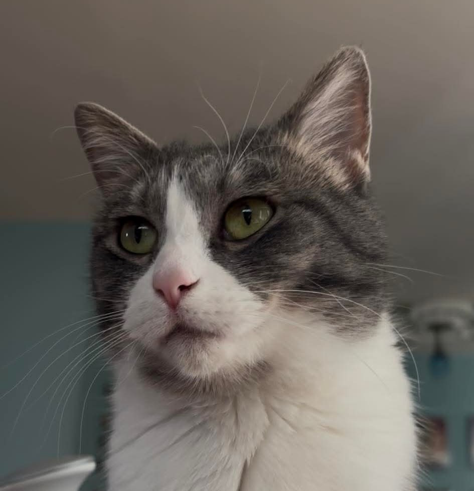“A Place for Meow” of the Week